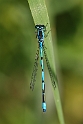 Dragonflies